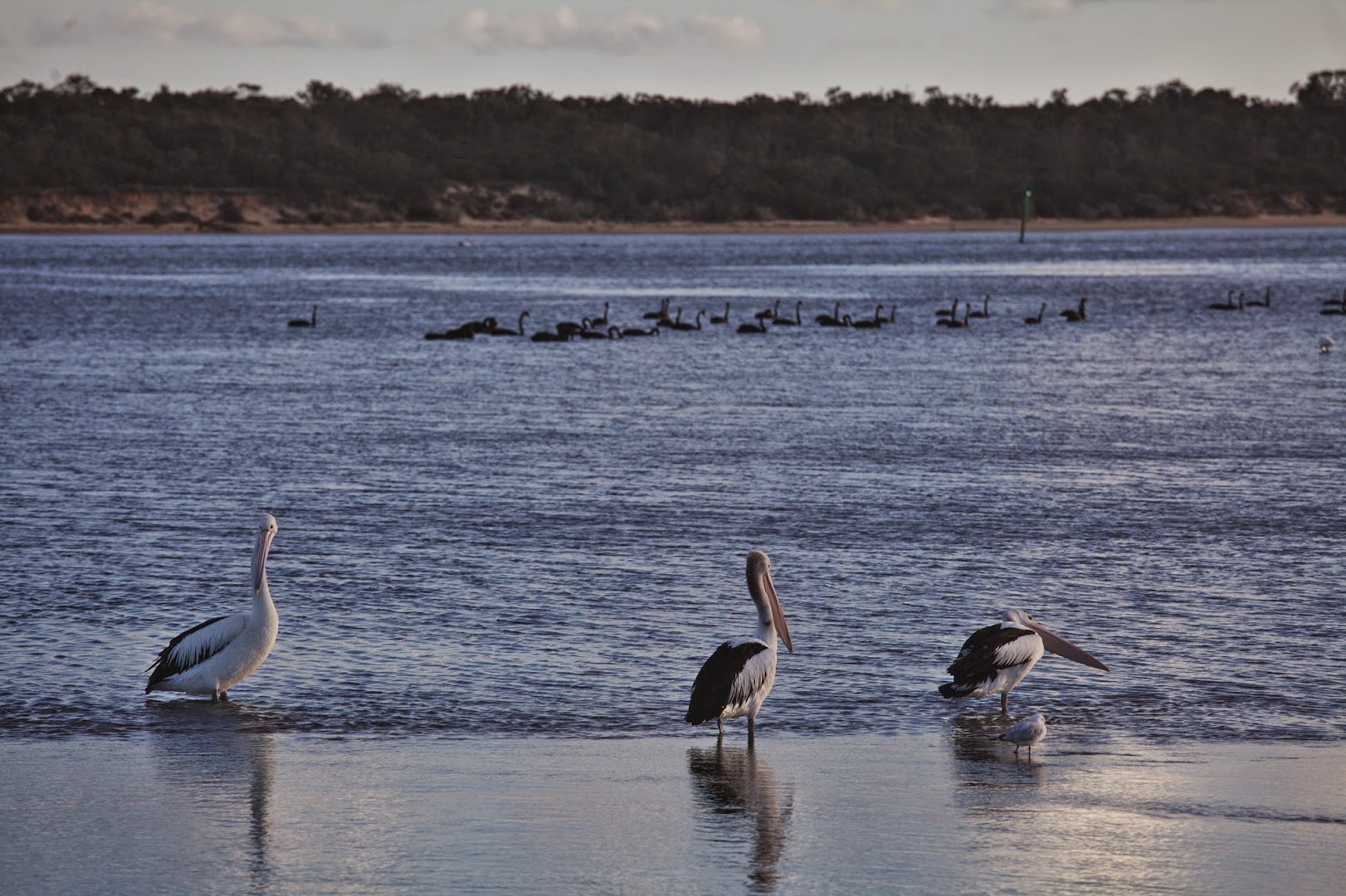 Pelicans