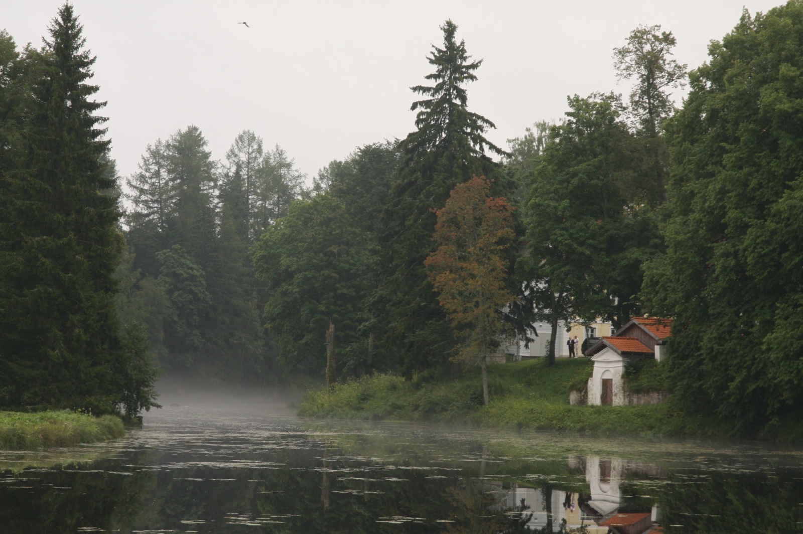 Foggy manor