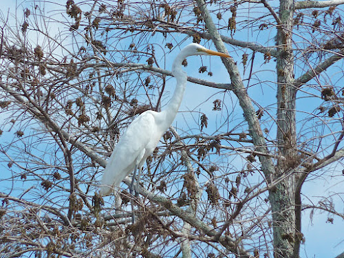 Great Egret