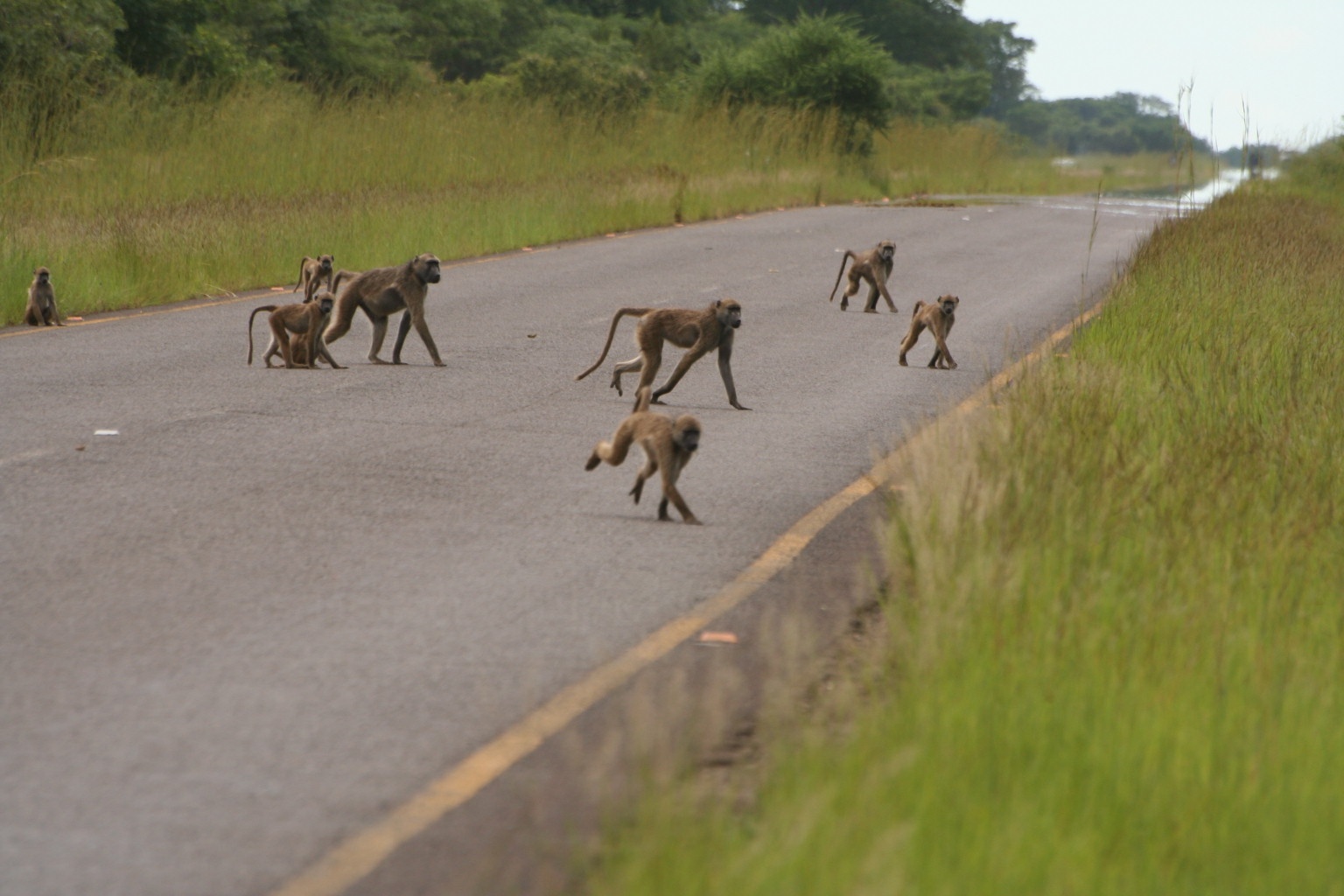 Baboons are attacking!