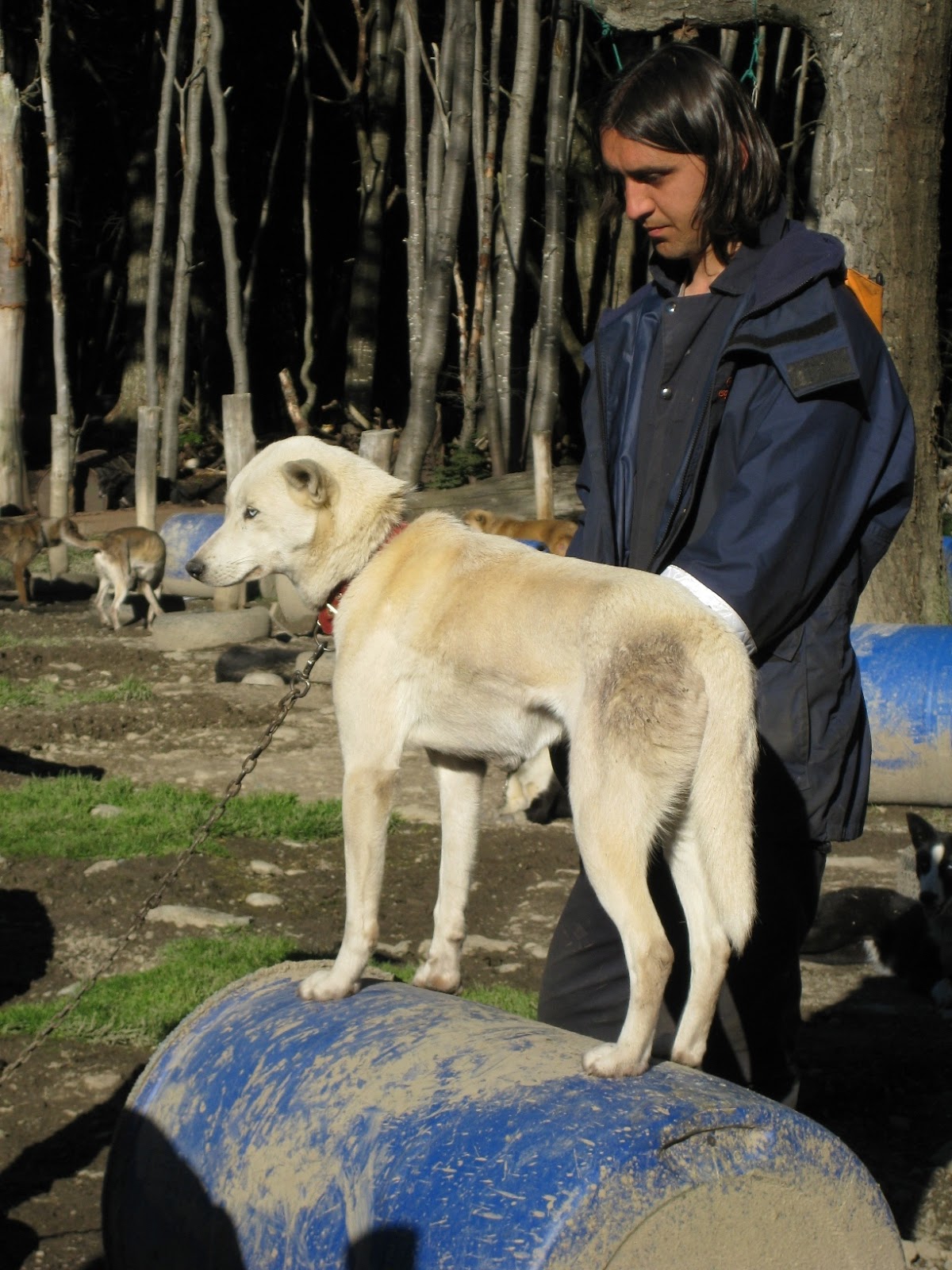 Alaskan Husky.