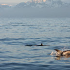 Arctic dolphins are more friendly than blue whales