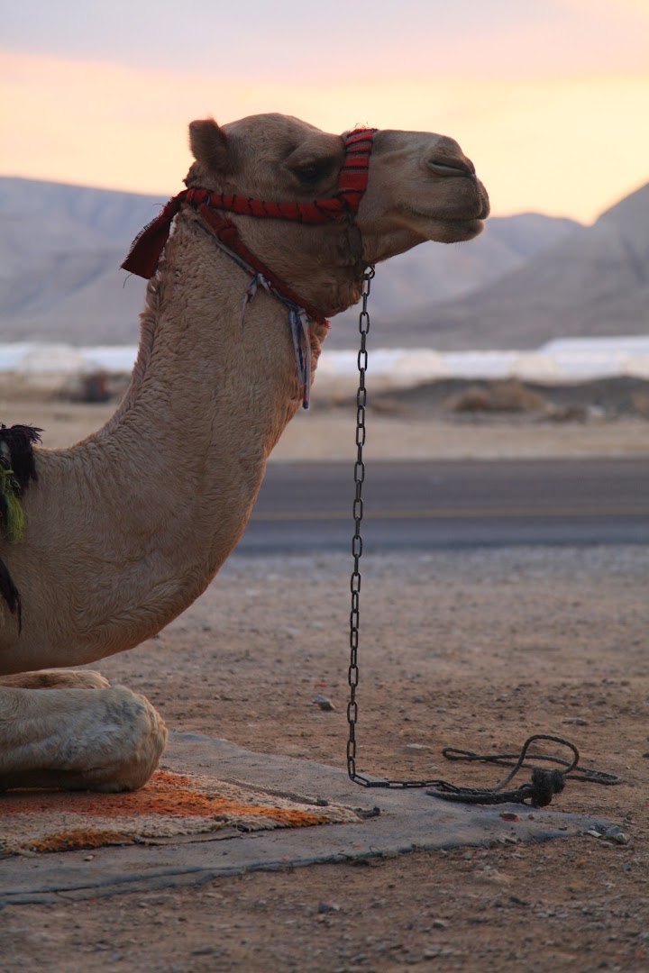 Bedouin camel