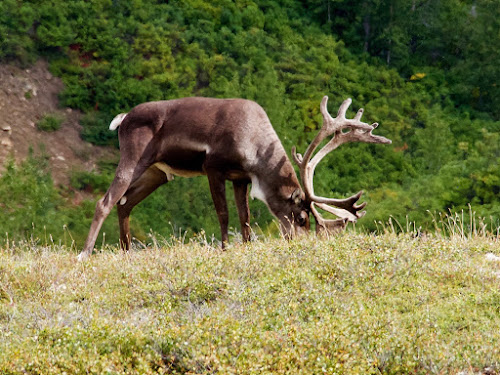 Bull Caribou, Denali National Park