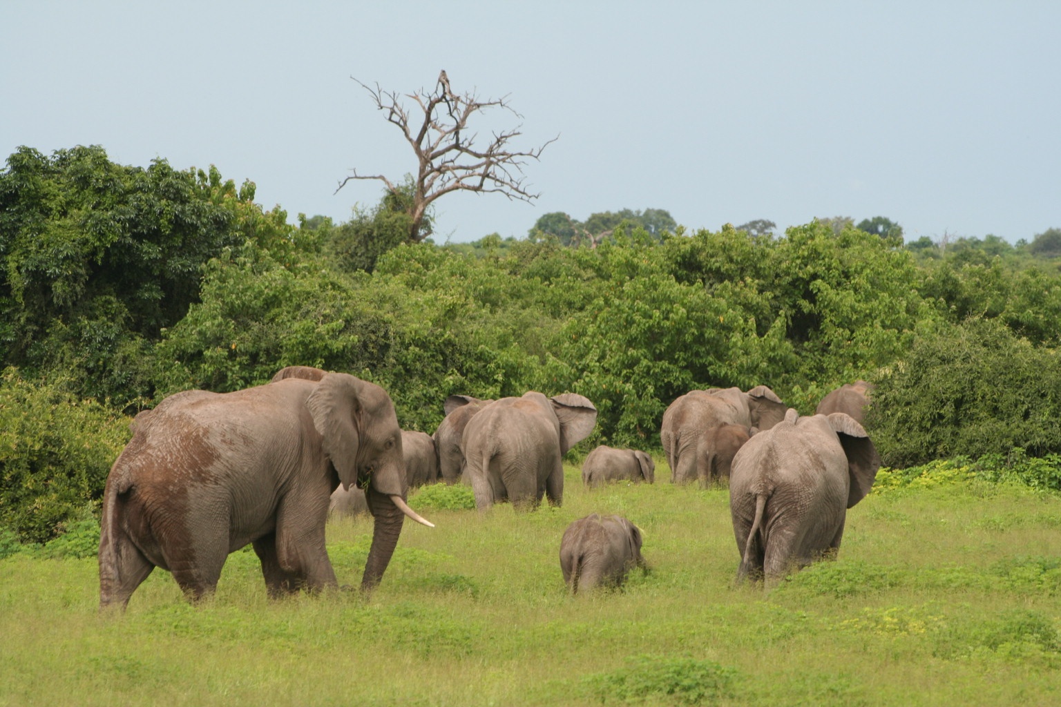 Thousands of elephants in Chobe