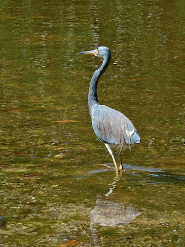 Heron