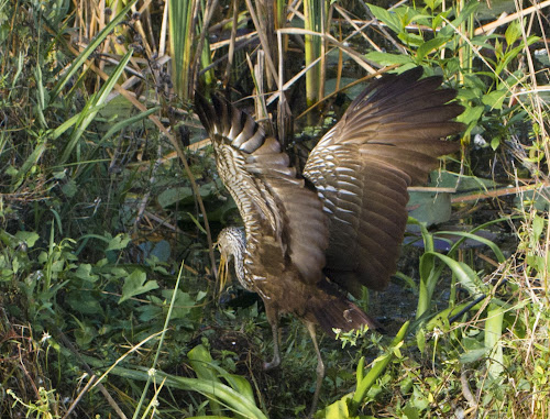 Limpkin