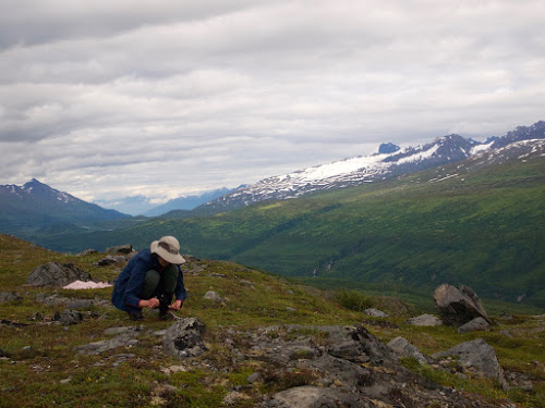 Picking blueberries, Thompson Pass, Valdez, AK