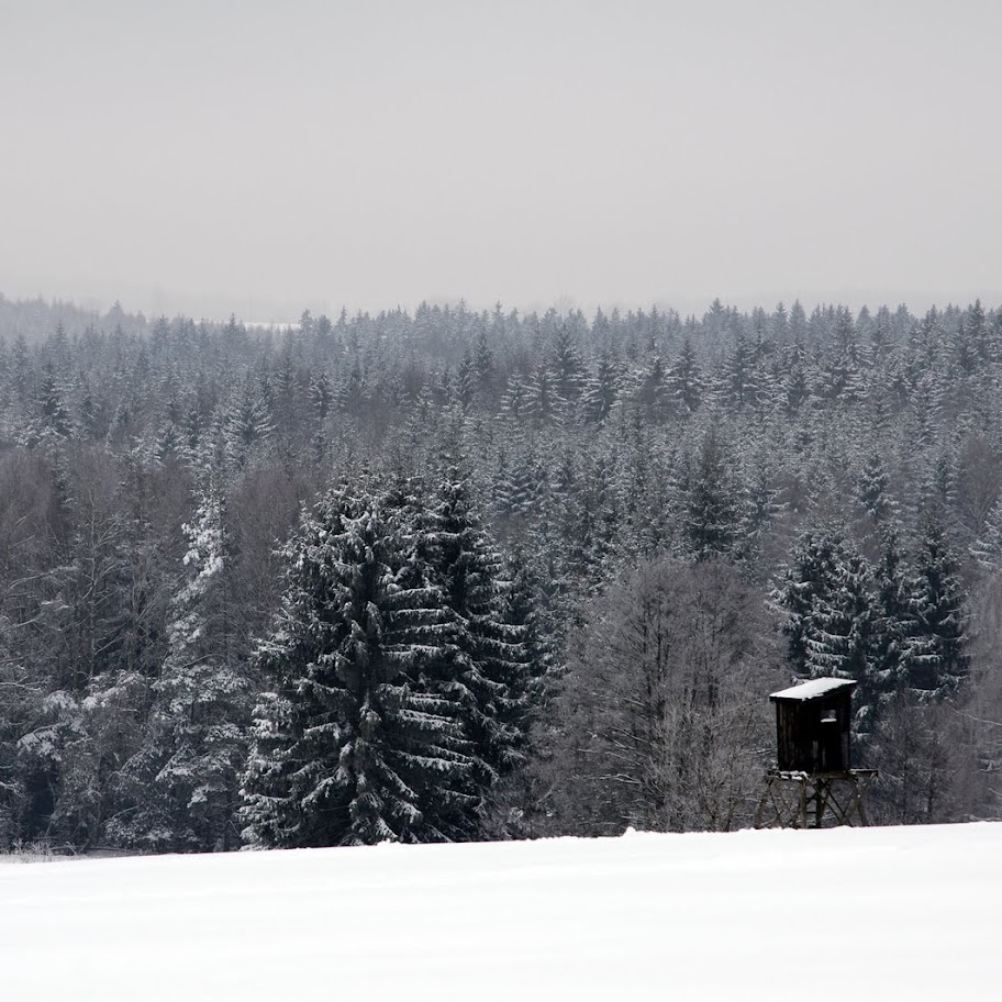 Zimní větvičky 2010 - _DSC9756