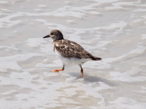 Ruddy Turnstone