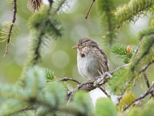 Lincoln's Sparrow