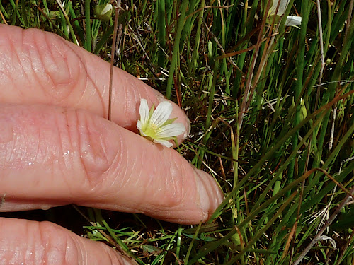 dwarf wooly meadowfoam2