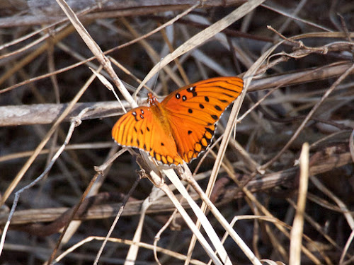 Mathewson Hammock: Gulf fritillary (inside)