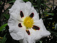 13 Cistus ladanifer. Jara pringosa. Flor normal de cinco pétalos