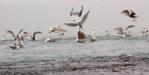 Gulls compete with Steller Sea Lions for Pink Salmon, Valdez AK