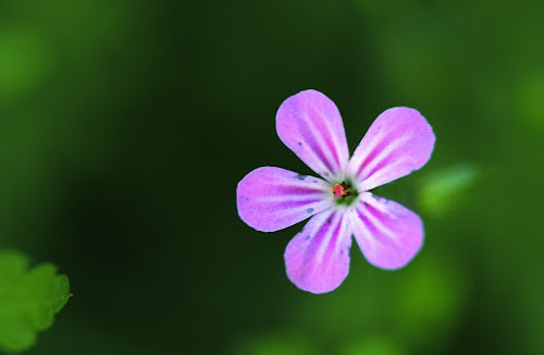 35420021 - Tiny Pink Flower; 1993; Austria, Wolfurt