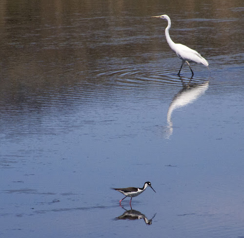 Great Egret and Black-necked Stilt - Page Springs Campground, Frenchglen, OR