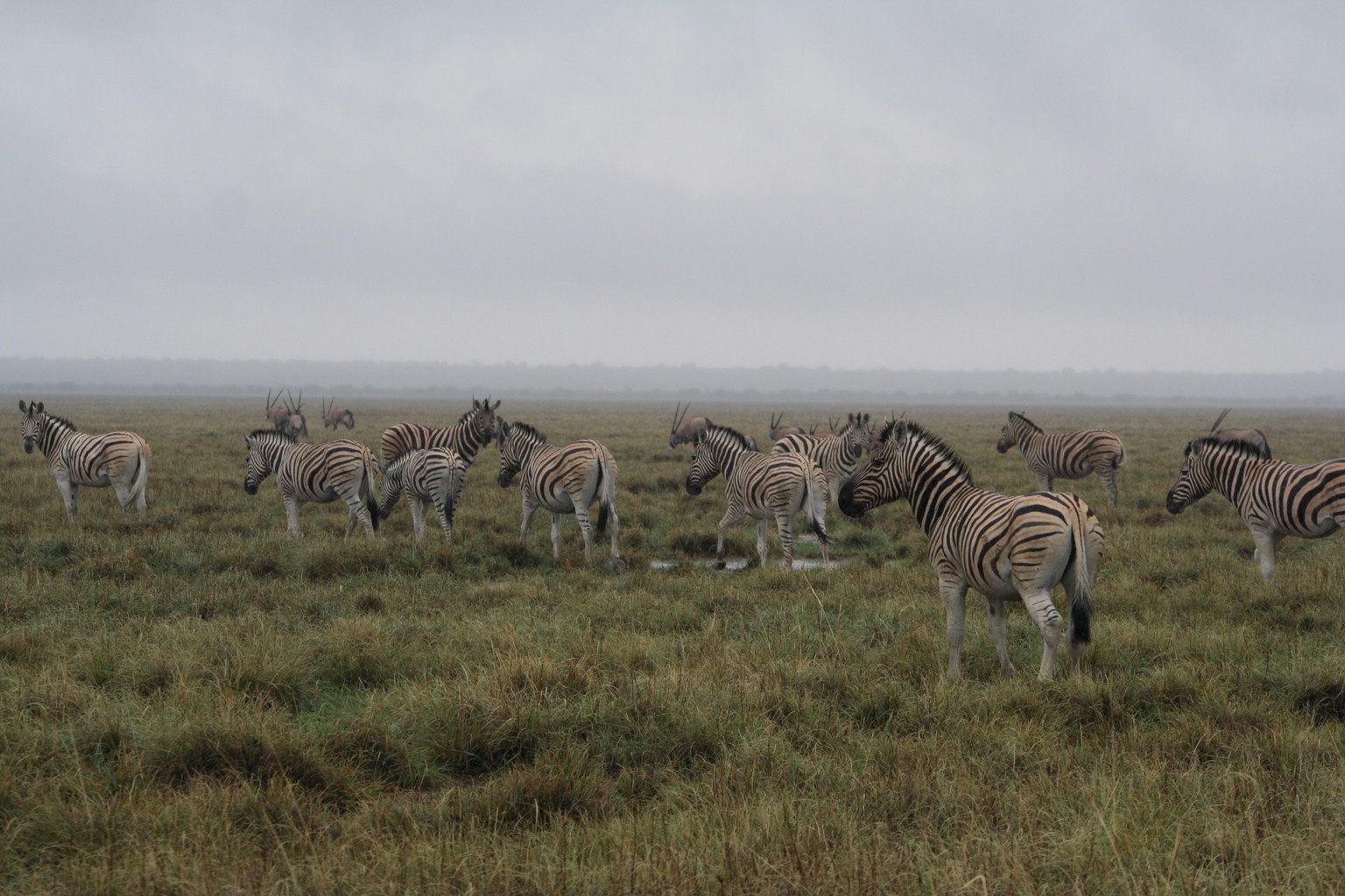 Rainy savannah