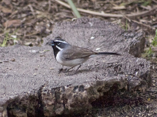 Black-throated Sparrow