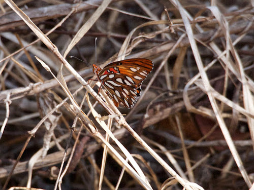 Mathewson Hammock: Gulf fritillary (outside)