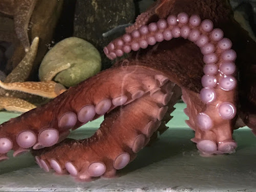 Octopus Tank, Homer, AK