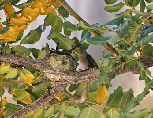 Anna's Hummingbird