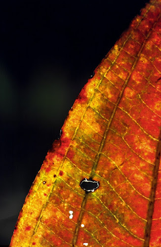 35420010 - Autumn leaf; 1993; Hong Kong, Sai Kung