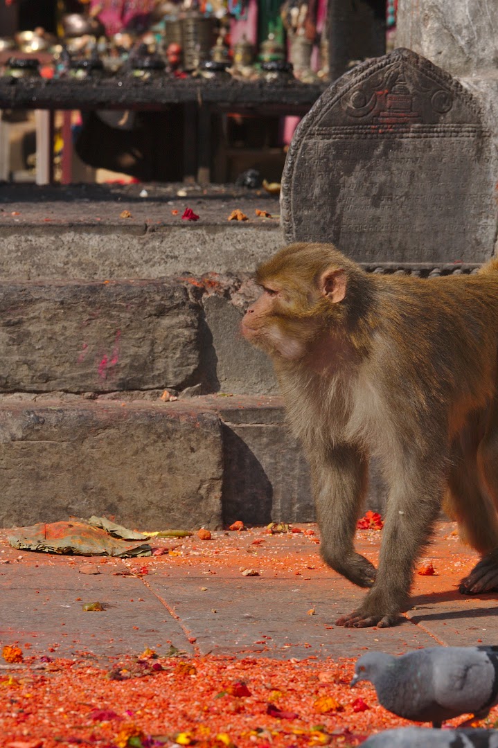 Nepal