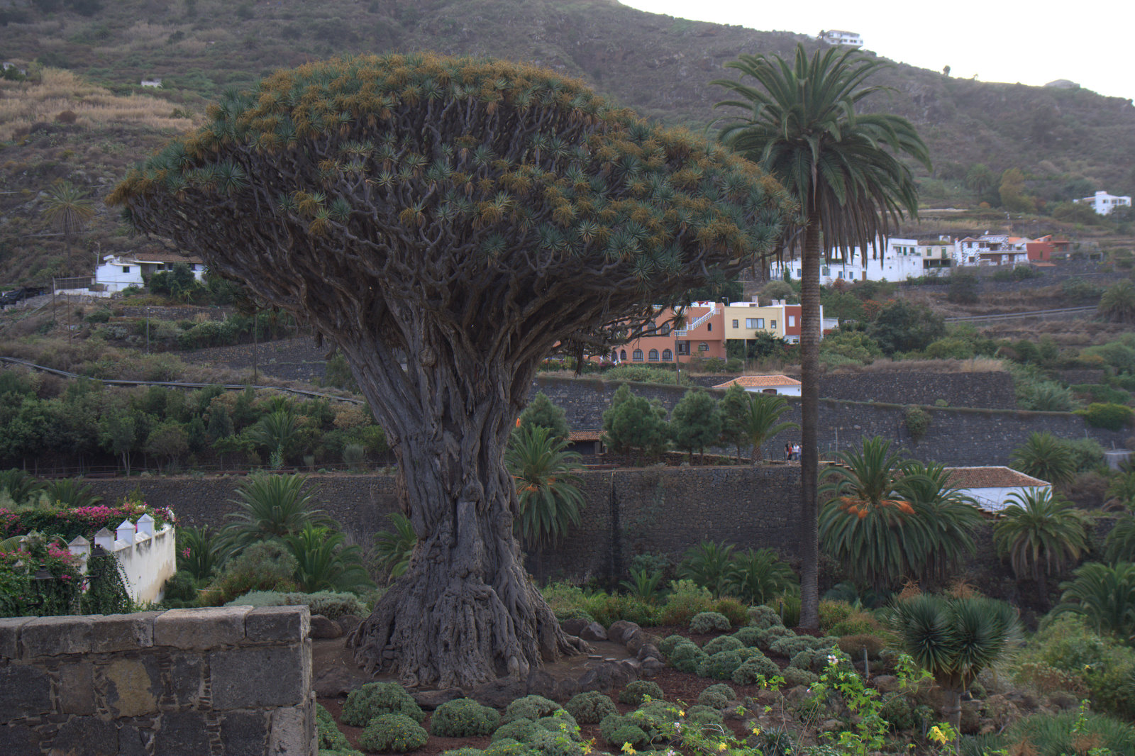 Tenerife