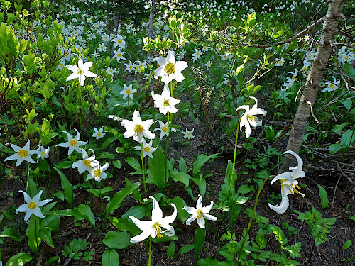 Avalanche lily