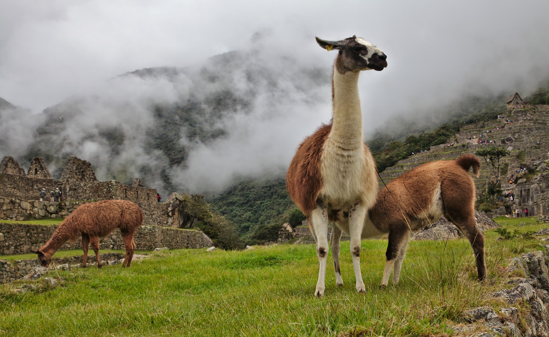 Peru