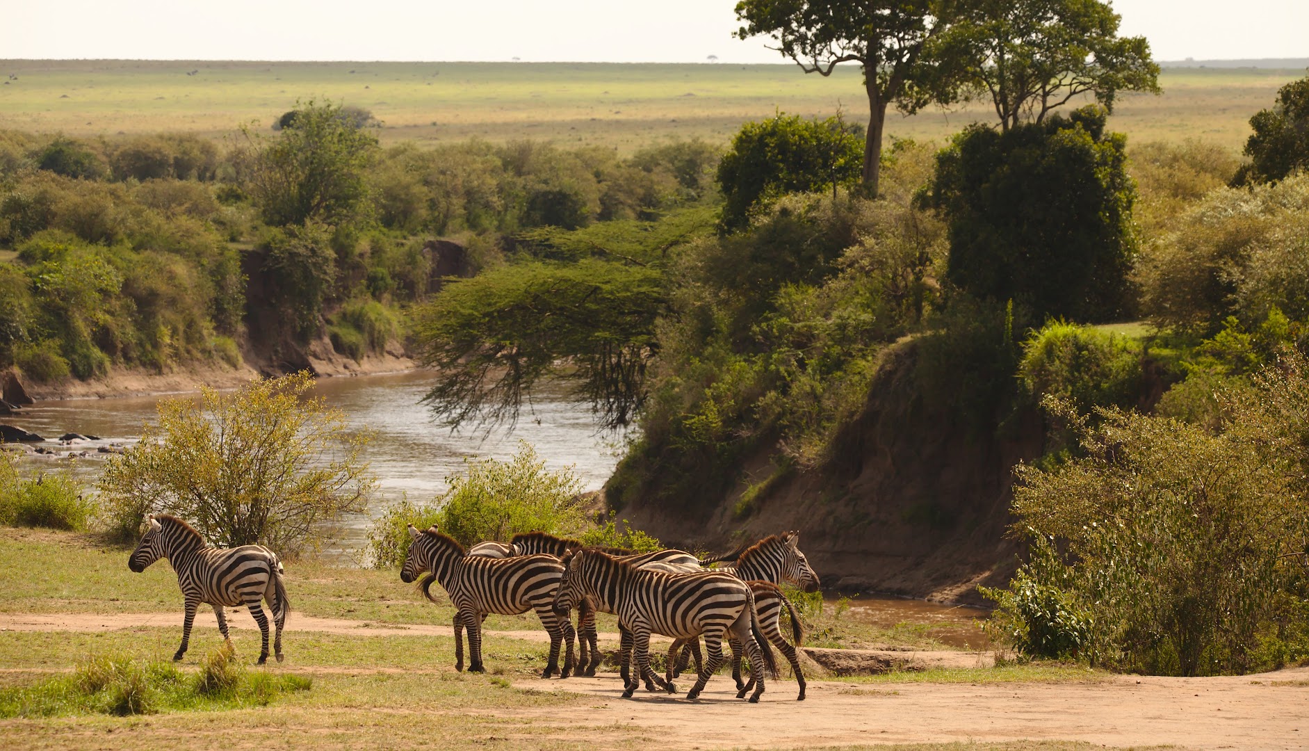 These zebras have already crossed the Mara river