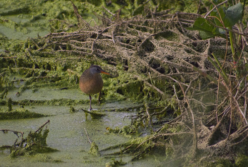 Virginia Rail - Page Springs Campground, Frenchglen, OR