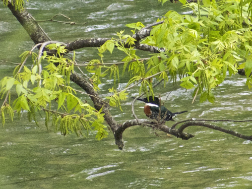 Green Kingfisher (m)