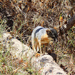 The Island Fox - seen near the campground