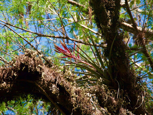 Bromeliad