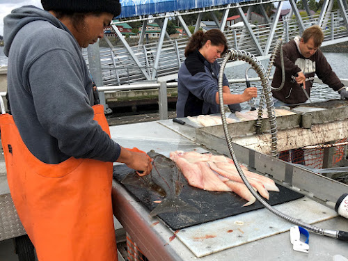 Halibut catch, Seldovia, AK