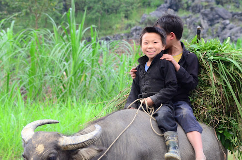 201111 near Dong Van Vietnam - Riding a water a buffalo; September, 2011; Vietnam, near Dong Van