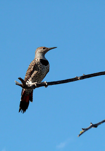 Northern Flicker (red-shafted female)