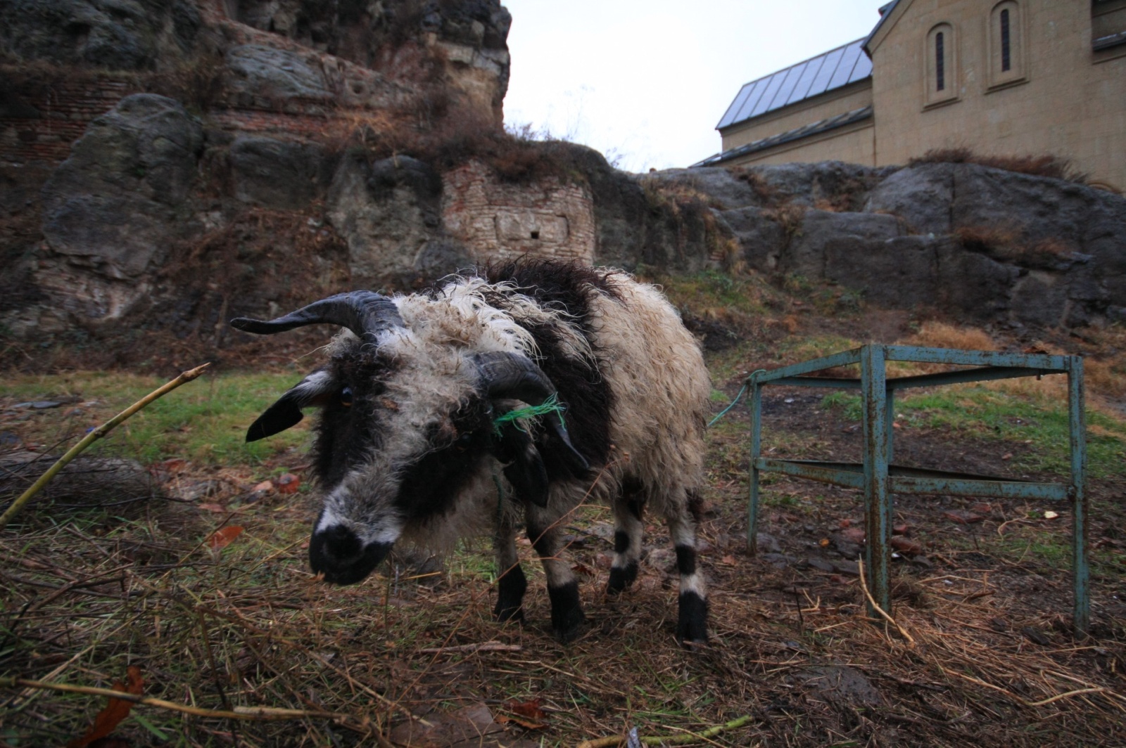 This guy was stuck in his own rope, so I had to perform a goat rescue operation