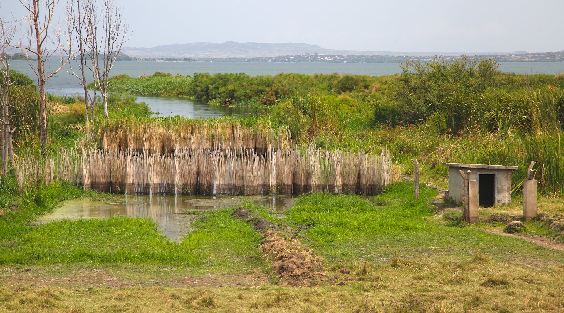 Fishing fence on the Lake Victoria