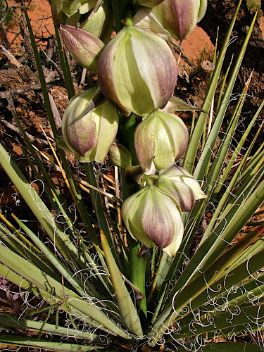 thin_leaf_yucca2.JPG