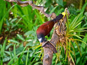 Montezuma Oropendola