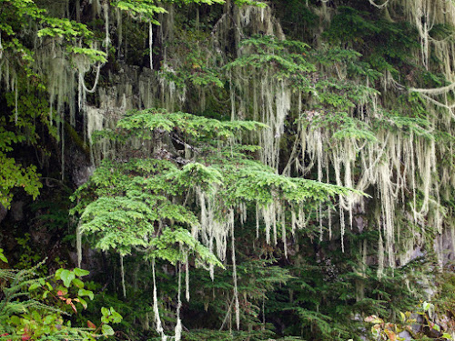 Spanish Moss, Stewart, BC