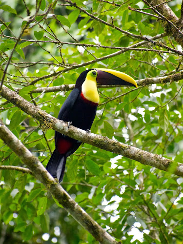 Black-mandible Toucan