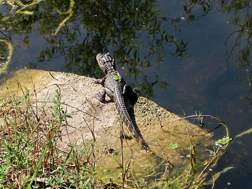 American Alligator