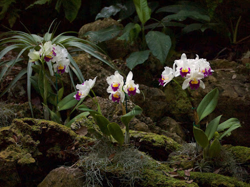 Fairchild Tropical Botanic Garden (Orchid Exhibit)