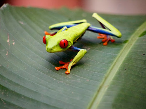 Red-eyed Tree Frog