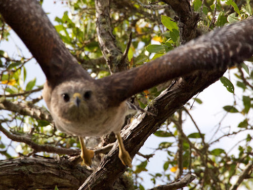 Red-shoulder hawk (attacking me for being too close to the nest)