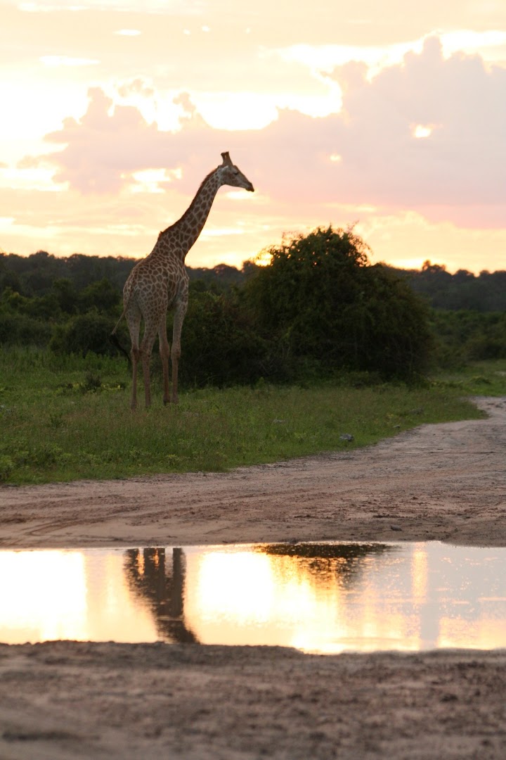 Sunset giraffe